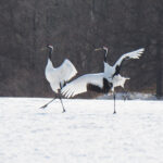 Red-crowned Cranes (image by Dave Farrow)