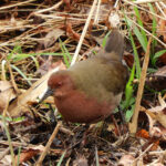 Ruddy-breasted Crake (image by Dave Farrow)
