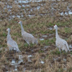 Sandhill Cranes (image by Dave Farrow)