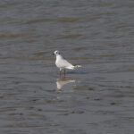 Saunders's Gull (image by Dave Farrow)