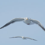 Slaty-backed Gulls (image by Dave Farrow)