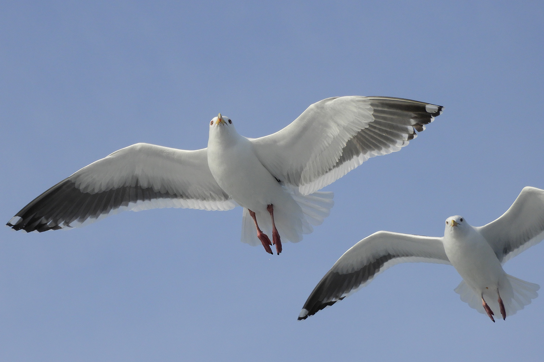 Slaty-backed Gulls (image by Dave Farrow)