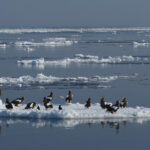 Steller's Sea Eagles rafting on ice (image by Dave Farrow)