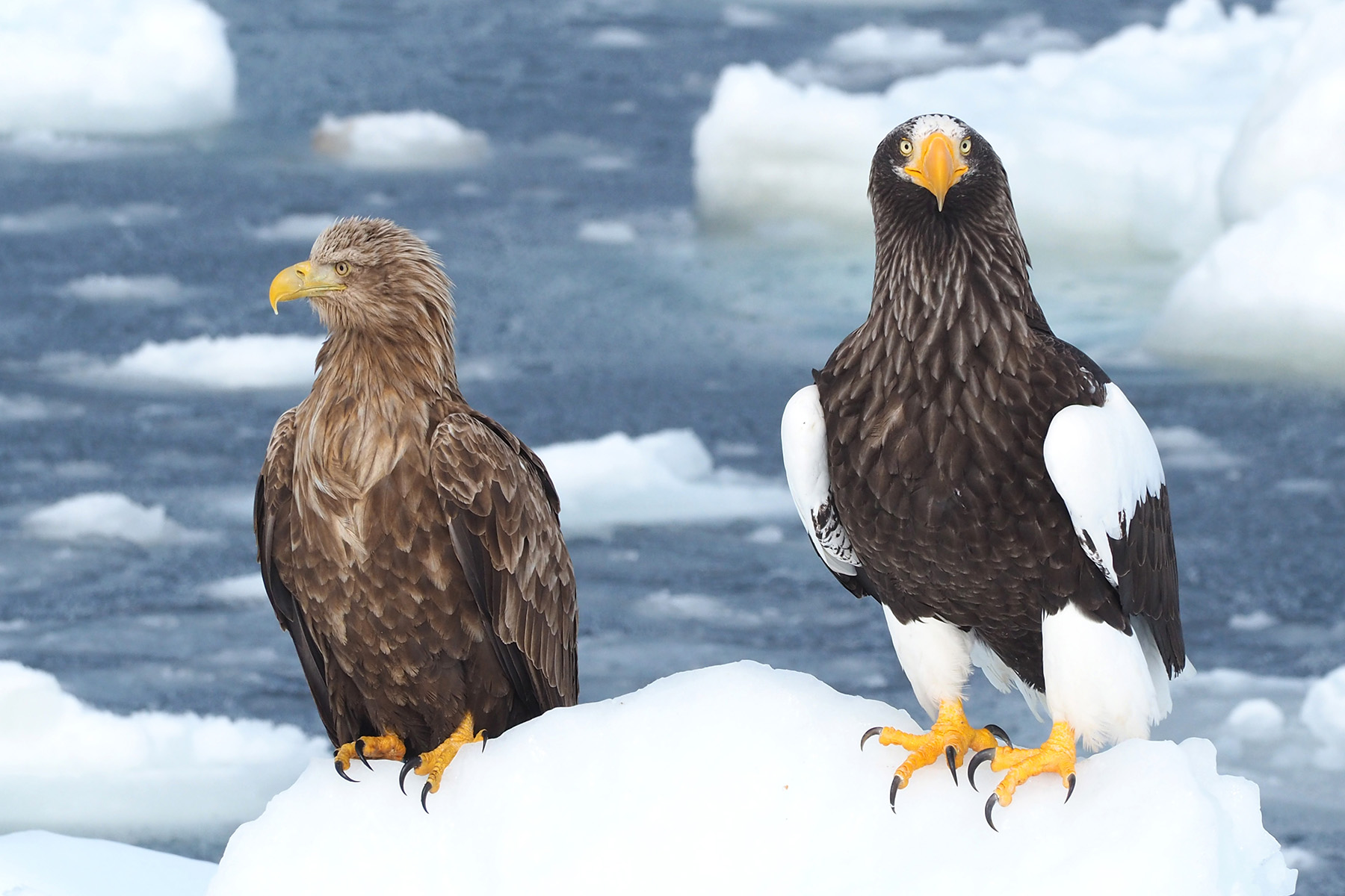 Steller's Sea Eagle & White-tailed Eagle (image by Dave Farrow)