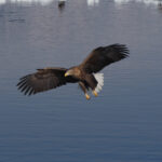 White-tailed Eagle (image by Dave Farrow)