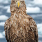 White-tailed Eagle (image by Dave Farrow)