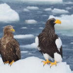 White-tailed Eagle and Steller's Sea Eagle (image by Dave Farrow)