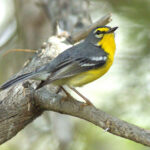 The very pretty endemic Adelaide’s Warbler is very common in dry woodlands (image by Eustace Barnes)