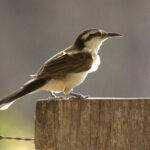 The form griseus of the spectacular Bicoloured Wren is endemic to Roraima and neighbouring Guyana where it is common (image by Eustace Barnes)