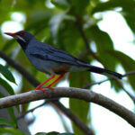The highly distinctive coryi form of Red-legged Thrush is only found on Cayman Brac (image by Eustace Barnes)
