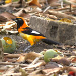 The gaudy Orange-backed Troupial (image by Eustace Barnes)