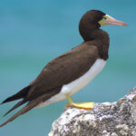 The Brown Booby is quite common in the Caribbean (image by Eustace Barnes)