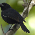 The recently split Grand Cayman Bullfinch is quite numerous on Grand Cayman (image by Eustace Barnes)