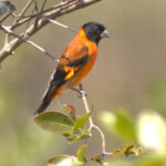 The endangered and stunning Red Siskin (image by Eustace Barnes)