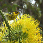 Cape May Warbler is fairly numerous on Hispaniola and Puerto Rico (image by Eustace Barnes)