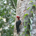 The huge Red-necked Woodpecker (image by Eustace Barnes)