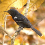 The rare Rio Branco Antbird (image by Eustace Barnes)
