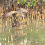 This pair of Clapper Rail came out of the mangroves to entertain us one evening (image by Eustace Barnes)