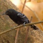 The rare Rio Branco Antbird is found in the riparian woodlands of Roraima and southern Guyana (image by Eustace Barnes)