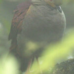 This Crested Quail-Dove was sheltering from gentle drizzle in thick fog (image by Eustace Barnes)