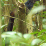 The rarely seen Rufous-winged Ground Cuckoo (image by Eustace Barnes)