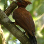 The spectacular nominate form of Chestnut Woodpecker is restricted to eastern Western Venezuela and the Guianas (image by Eustace Barnes)