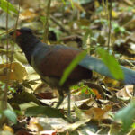The Rufous-winged Ground Cuckoo at an ant swarm (image by Eustace Barnes)
