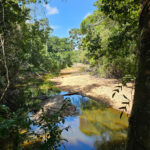 Saramacca river at Zintete Lodge (image by Eustace Barnes)