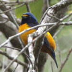 The stunning Hispaniolan Euphonia (image by Eustace Barnes)
