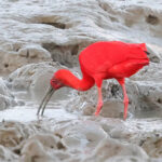 The extraordinarily bright Scarlet Ibis (image by Eustace Barnes)