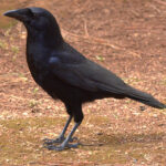The boisterous Hispaniolan Palm Crow is very localized (image by Eustace Barnes)