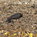 The uncommon Sharp-tailed Ibis (image by Eustace Barnes)