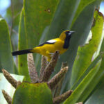 The endemic Jamaican Oriole (image by Eustace Barnes)