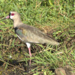 The highly successful Southern Lapwing (image by Eustace Barnes)
