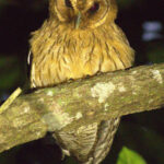 The Jamaican Owl is found widely across the island (image by Eustace Barnes)