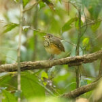 A very confiding Spotted Antpitta (image by Eustace Barnes)