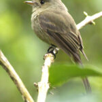 The Jamaican Pewee is an unobtrusive denizen of light woodland (image by Eustace Barnes)