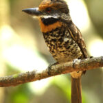 The striking Spotted Puffbird is quite numerous in Guyana (image by Eustace Barnes)