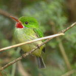 The cute little Jamaican Tody (image by Eustace Barnes)