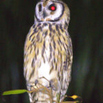 The lovely Striped Owl (image by Eustace Barnes)