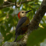 The commonly seen Jamaican Woodpecker (image by Eustace Barnes)