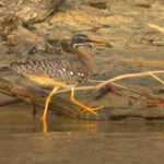Sunbittern, another striking species from the neotropics (image by Eustace Barnes)