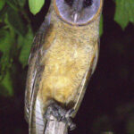 The magnificent Ashy-faced Owl (image by Eustace Barnes)