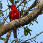 The magnificent Crimson Fruitcrow, one of the top targets for this tour (image by Eustace Barnes)