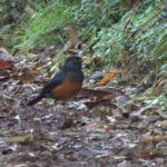 The La Selle Thrush is often out on the quiet country roads in the early hours (image by Eustace Barnes)