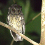 Tawny-bellied Screech Owl (image by Eustace Barnes)