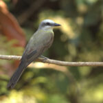 The lovely White-throated Kingbird (image by Eustace Barnes)