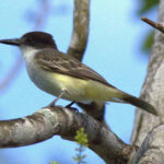 The caymanensis form of Loggerhead Kingbird is highly distinctive (image by Eustace Barnes)