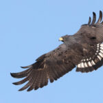 A stunning Zone-tailed Hawk (image by Gina Lloyd)