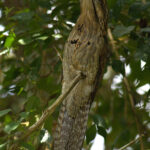 A roosting Northern Potoo at Marshall’s Pen (image by Eustace Barnes)